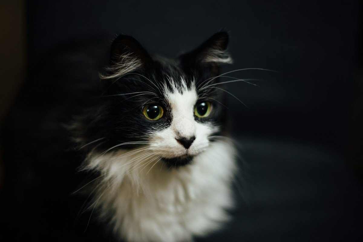 Care for feline companions
