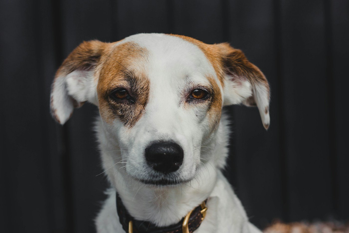 A canine companion